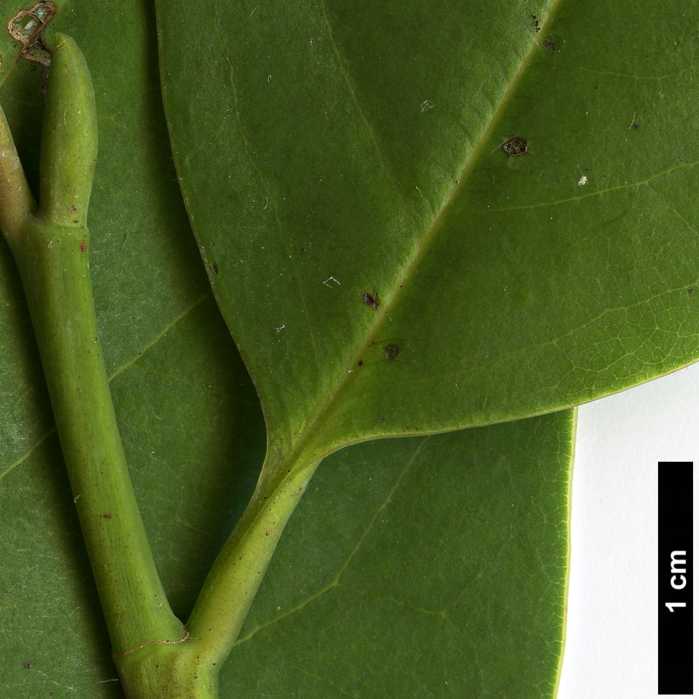 High resolution image: Family: Magnoliaceae - Genus: Magnolia - Taxon: poasana